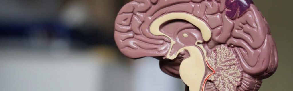 Brain and Our Perception